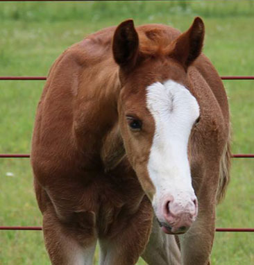 Nono5headshot-TrashadeousX-Chic-in-the-San-Filly-2015 Nono5headshot-TrashadeousX-Chic-in-the-San-Filly-2015