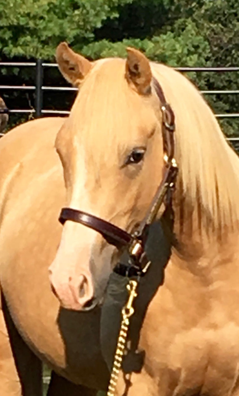 Joaquin-1Yellow-Jersey-X-Elans-Smokee-Lu-2015-colt Joaquin-1Yellow-Jersey-X-Elans-Smokee-Lu-2015-colt