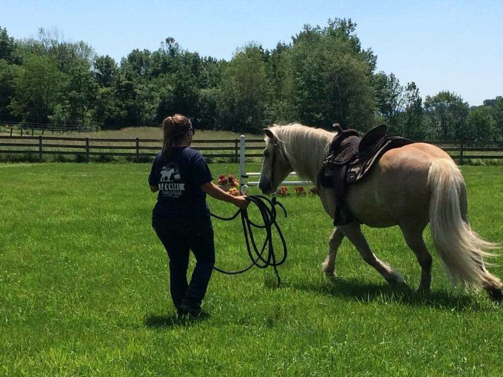 horse training trade school