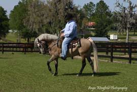 horse training trade school