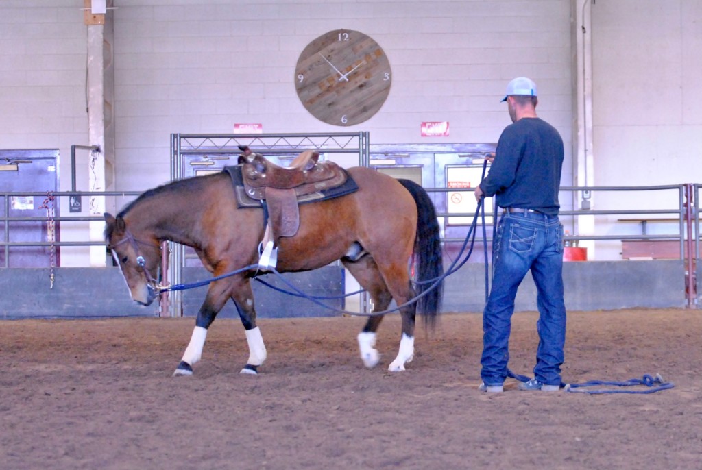 horse training school L2-Horse Training Program