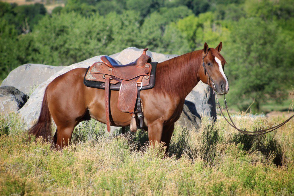 horse training school L1-Horse Training Program