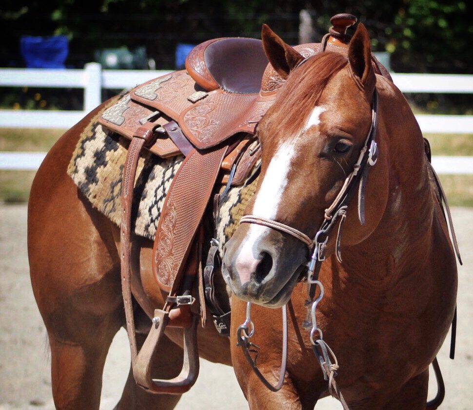 online horse training school