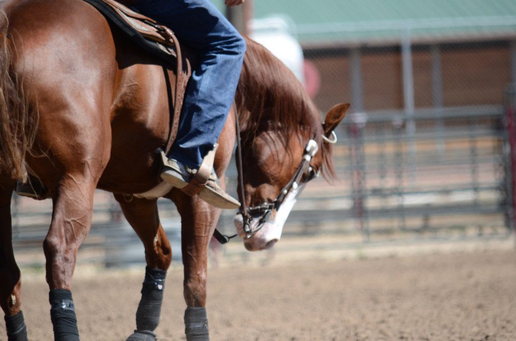 horse training school L2-Horse Training Program